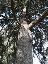 Norway spruce