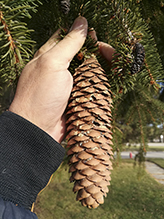 Norway spruce