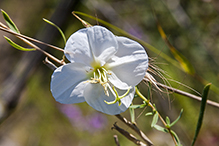 Nuttall’s evening primrose