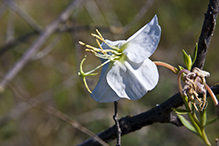 Nuttall’s evening primrose
