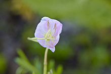 Nuttall’s evening primrose