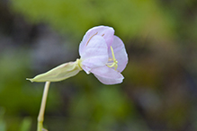Nuttall’s evening primrose