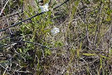 Nuttall’s evening primrose