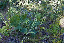 Nuttall’s evening primrose