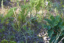 Nuttall’s evening primrose