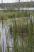narrow-leaved cattail