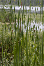 narrow-leaved cattail