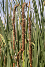 narrow-leaved cattail