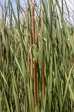narrow-leaved cattail