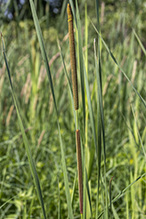 narrow-leaved cattail