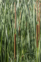 narrow-leaved cattail