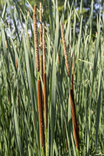 narrow-leaved cattail