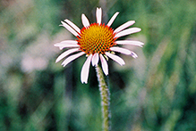 narrow-leaved purple coneflower