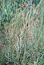 narrow-leaved purple coneflower