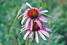 narrow-leaved purple coneflower