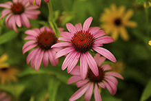 narrow-leaved purple coneflower