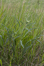 narrow-leaved purple coneflower