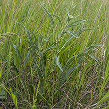 narrow-leaved purple coneflower