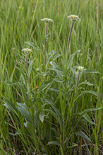 narrow-leaved purple coneflower