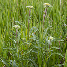 narrow-leaved purple coneflower