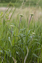 narrow-leaved purple coneflower