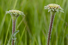 narrow-leaved purple coneflower