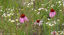 narrow-leaved purple coneflower and prairie fleabane