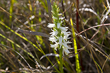nodding ladies’ tresses nodding ladies’ tresses
