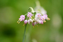 nodding wild onion