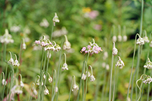 nodding wild onion