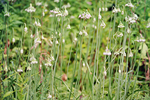 nodding wild onion