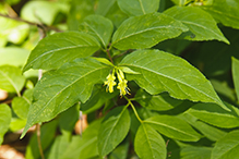 northern bush honeysuckle