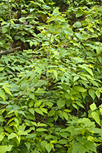 northern bush honeysuckle