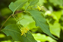 northern bush honeysuckle