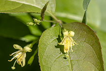 northern bush honeysuckle