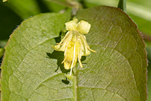 northern bush honeysuckle