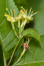 northern bush honeysuckle