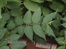 northern bush honeysuckle