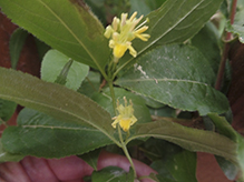 northern bush honeysuckle