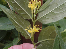 northern bush honeysuckle