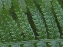 northern lady fern