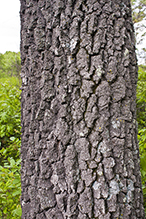 northern pin oak