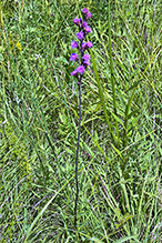 northern plains blazing star