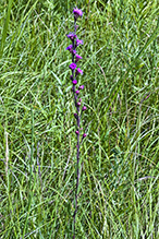 northern plains blazing star