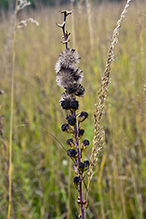 northern plains blazing star