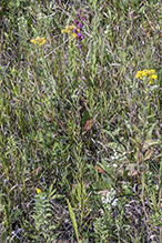 northern plains blazing star