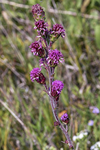 northern plains blazing star