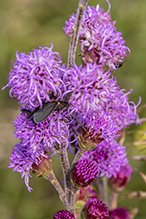 northern plains blazing star