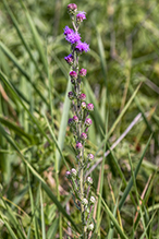 northern plains blazing star