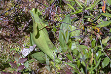 northern purple pitcherplant